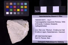 Foto (Objekt + Etiketten) von Tuberosagalathea neojurensis (Patrulius, 1959) (NHMW-GEO-1990-0041-0474)